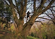 03 Bello arrampicare su secolari castagni, carichi di vita e di storia!